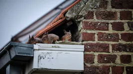 Eichhörnchen nisten unter dem Dach