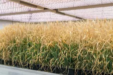Indoor Weizenversuch in der Klimakammer in Duernast