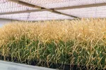 Indoor Weizenversuch in der Klimakammer in Duernast