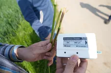 New diagnostic device with biosensor and test strips makes it easier to determine the nutrient supply of plants on site (Zellmer/TUM) 