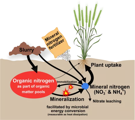 Figure: Simplified nitrogen cycle showcasing organic nitrogen and its potentially energy-dependant conversion into mineral nitrogen providing plant available nitrogen which could also be leached due to its high solubility.