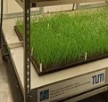 Unripe wheat in the climate chamber
