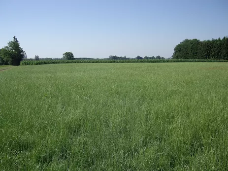 Intensively used meadow with few species (Photo: Dr. Siegfried Springer, LfL)