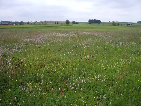 Species-rich wet meadow (Photo: Dr. Siegfried Springer, LfL)