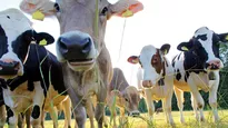 Braunvieh- und Fleckvieh-Kühe auf der Weide