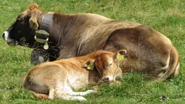 Eine Kuh liegt mit einem Kalb auf einer Weide.