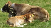 A cow laying on grassland with a calf.