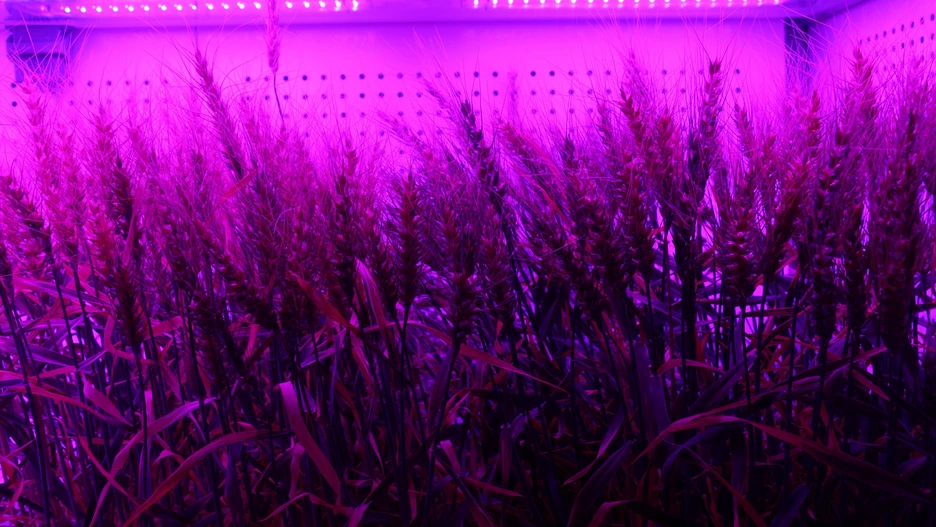 Wheat stalks can be seen in a violet light. A back wall can be seen after a few wheat rows.