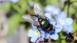 Food supply is critical for insect diversity (Julia Schmack/TUM)