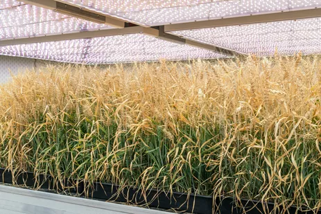 Forschung zu Vertical Farming: Weizen in der Klimakammer