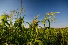 Maispflanzen auf einem Feld