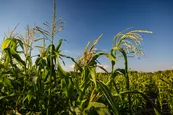 Maispflanzen auf einem Feld