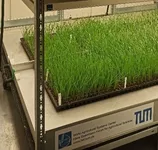Unripe wheat in the climate chamber