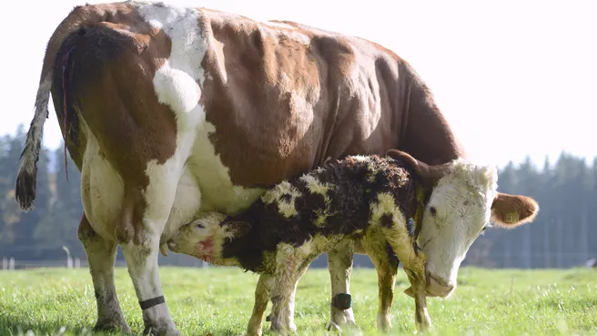 Cow and calf in the pasture, calf suckling on the cow