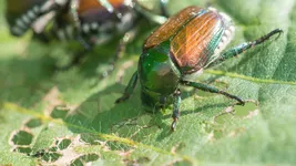 The Japanese beetle on a soybean leaf, visible feeding damage