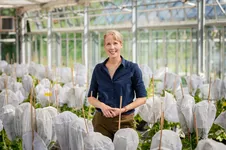 Prof. Brigitte Poppenberger (Professorship for Biotechnology of Horticultural Crops) in the greenhouse (© Andreas Heddergott/TUM)