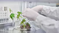 Research into alternative, innovative, sustainable and healthy sources of protein from plants.(Photo: Janosch-Gruschczyk) 