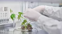 Forschung zu alternativen, innovativen, nachhaltigen und gesunden Proteinquellen an Pflanzen. (Foto: Janosch-Gruschczyk) 